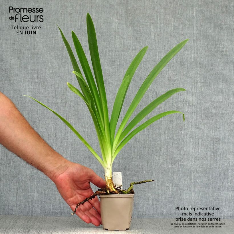 Exemplaar van Agapanthus Queen Mum - Afrikaanse lelie Kweekpotje van 8/9 cm zoals geleverd in de zomer