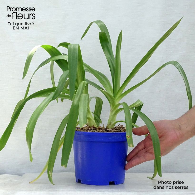 Exemplaar van Agapanthus Queen Mum - Afrikaanse lelie Pot van 2 l/3 l zoals geleverd in de lente