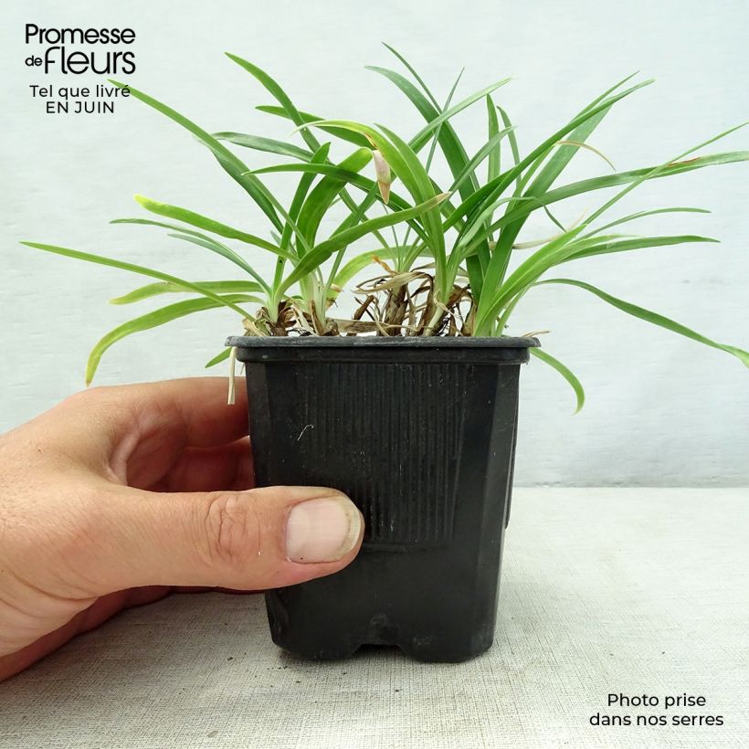 Exemplaar van Agapanthus Rosewarne - Afrikaanse lelie Kweekpotje van 8/9 cm zoals geleverd in de zomer