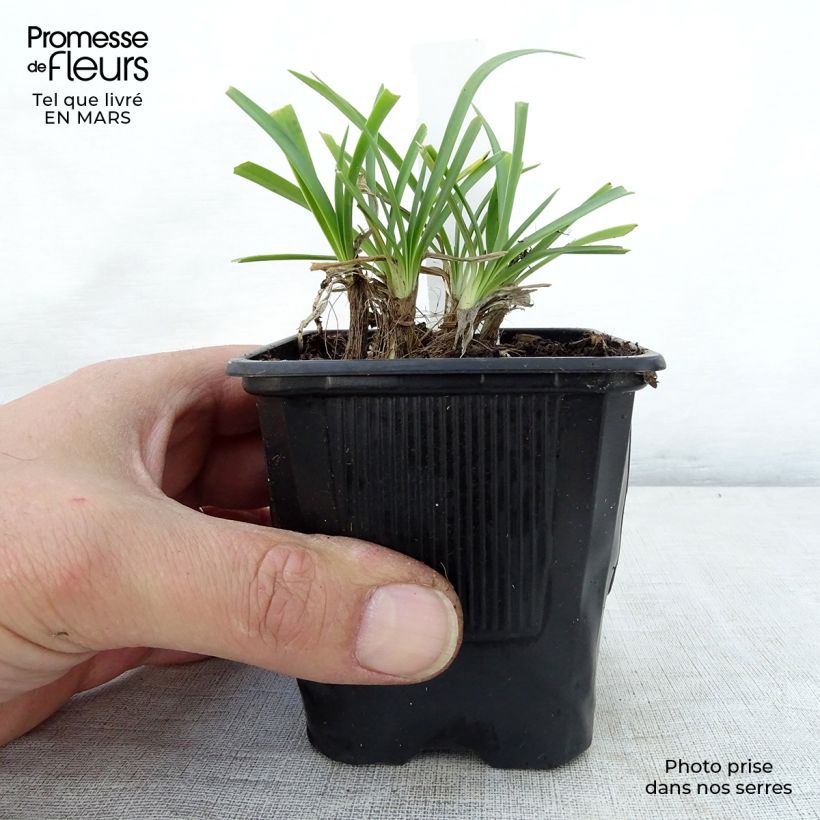 Exemplaar van Agapanthus Rosewarne - Afrikaanse lelie Kweekpotje van 8/9 cm zoals geleverd in de lente