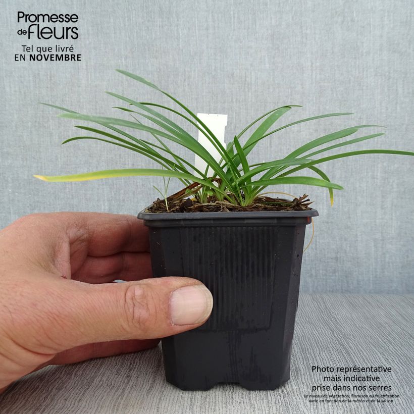 Exemplaar van Agapanthus Rosewarne - Afrikaanse lelie Kweekpotje van 8/9 cm zoals geleverd in de herfst