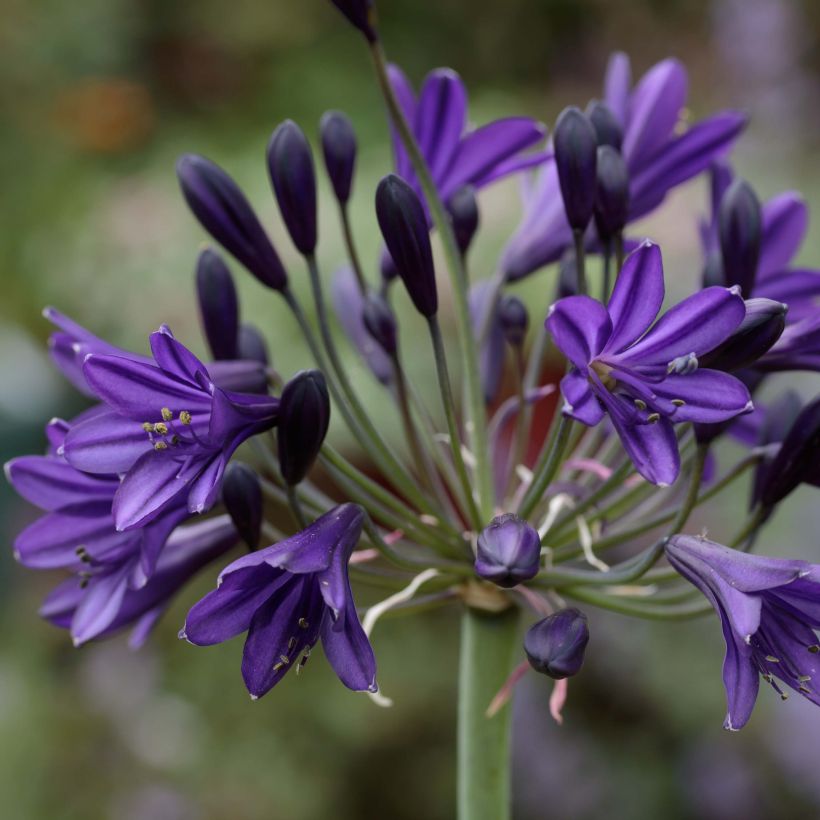 Agapanthus Royal Velvet - Afrikaanse lelie (Bloei)