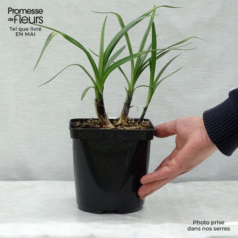 Exemplaar van Agapanthus Royal Velvet - Afrikaanse lelie Pot van 2 l/3 l zoals geleverd in de lente