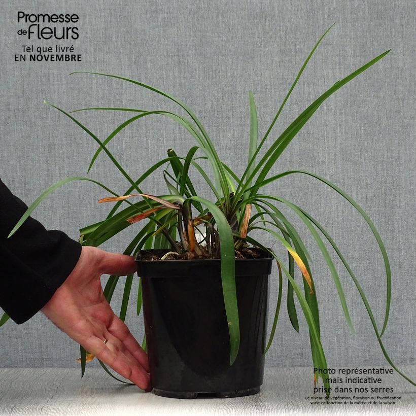 Exemplaar van Agapanthus Royal Velvet - Afrikaanse lelie Pot van 2 l/3 l zoals geleverd in de herfst