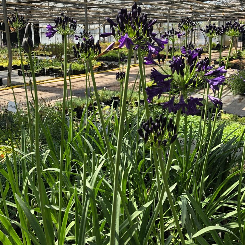Agapanthus Royal Velvet - Afrikaanse lelie (Groeiplaats)