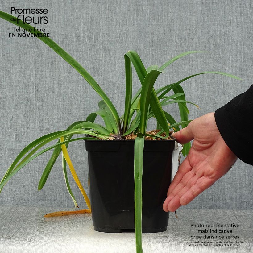 Exemplaar van Agapanthus Silver Moon - Afrikaanse lelie Pot van 1 l/1,5 l zoals geleverd in de herfst