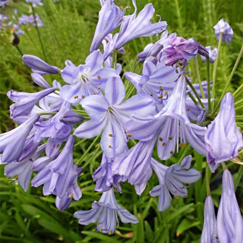 Agapanthus Stars and Stripes - Afrikaanse lelie (Bloei)