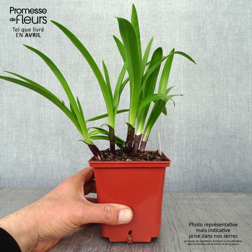 Exemplaar van Agapanthus Stars and Stripes - Afrikaanse lelie Pot van 1 l/1,5 l zoals geleverd in de lente