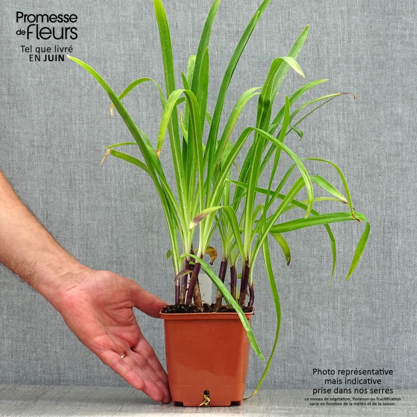 Exemplaar van Agapanthus Stars and Stripes - Afrikaanse lelie Pot van 1 l/1,5 l zoals geleverd in de zomer