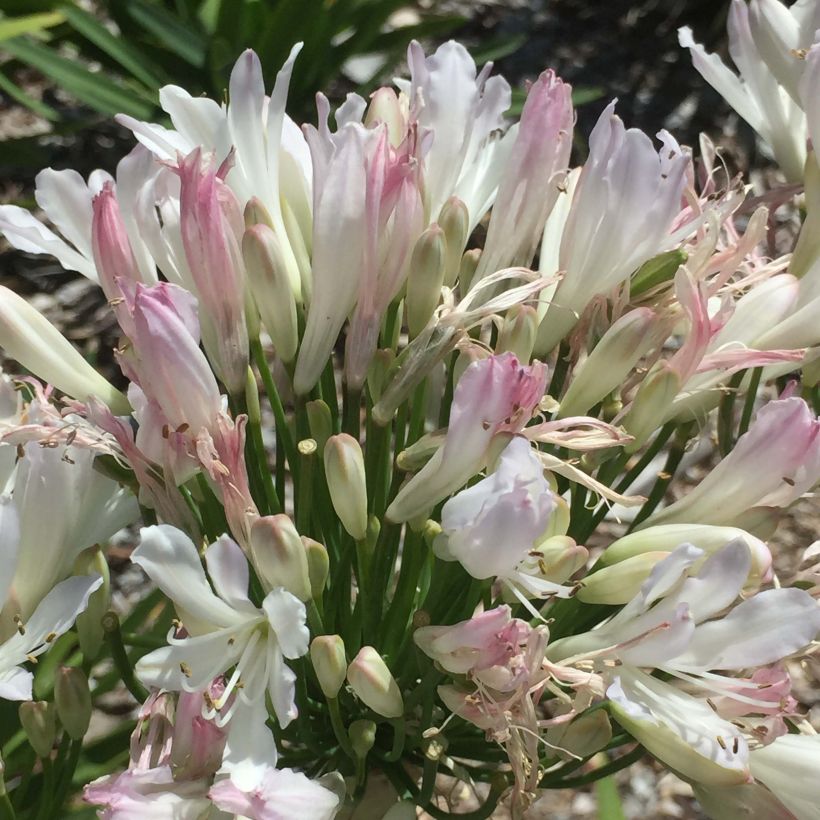Agapanthus Strawberry Ice - Afrikaanse lelie (Bloei)
