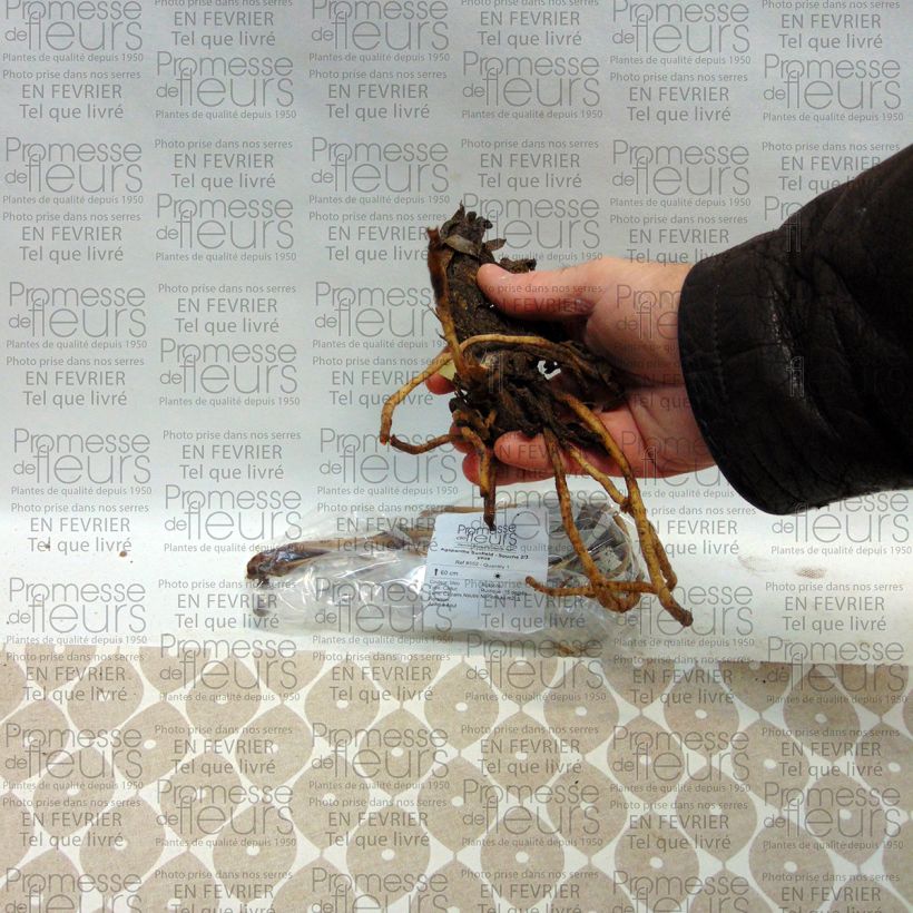 Voorbeeld van een exemplaar van Agapanthus Sunfield - Afrikaanse lelie Stronk, 1–2 ogen zoals geleverd