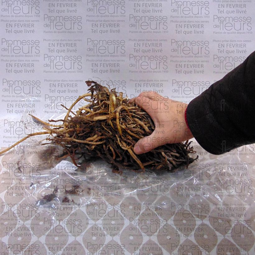 Voorbeeld van een exemplaar van Agapanthus Sunfield - Afrikaanse lelie Stam 5 ogen en meer zoals geleverd