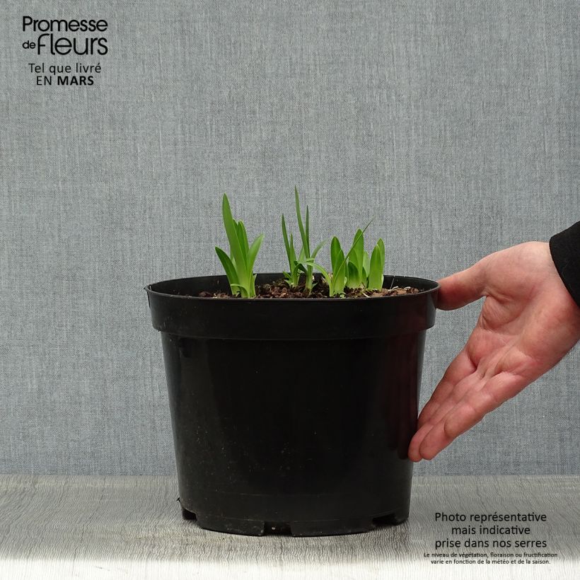 Exemplaar van Agapanthus Sunfield - Afrikaanse lelie Pot van 2 l/3 l zoals geleverd in de lente