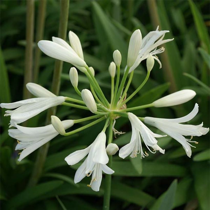 Agapanthus Thumbelina - Afrikaanse lelie (Bloei)