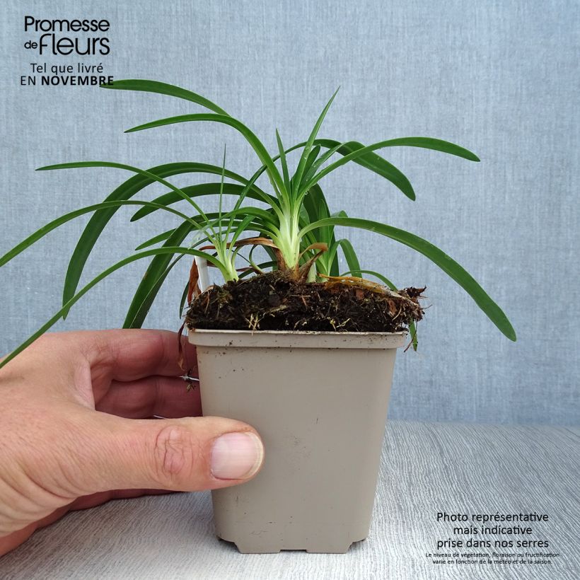 Exemplaar van Agapanthus Thumbelina - Afrikaanse lelie Kweekpotje van 8/9 cm zoals geleverd in de herfst