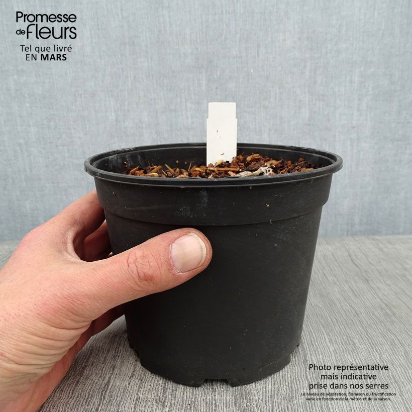 Exemplaar van Agapanthus Tinkerbell - Afrikaanse lelie Pot van 2 l/3 l zoals geleverd in de winter