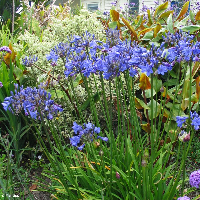 Agapanthus Tom Thumb - Afrikaanse lelie (Groeiplaats)