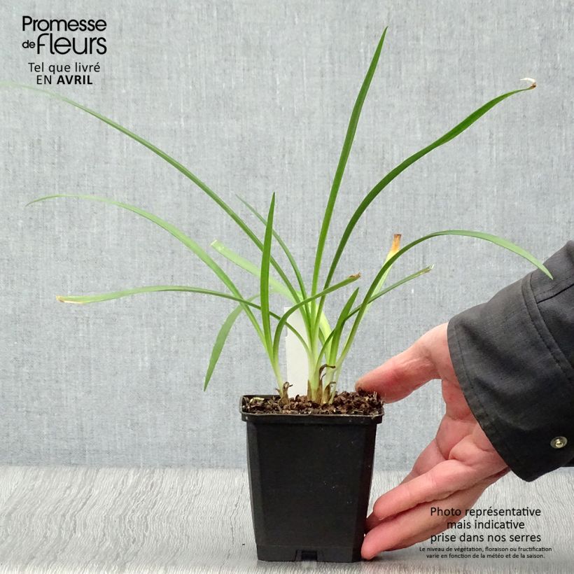 Exemplaar van Agapanthus Twister - Afrikaanse lelie Kweekpotje van 8/9 cm zoals geleverd in de lente