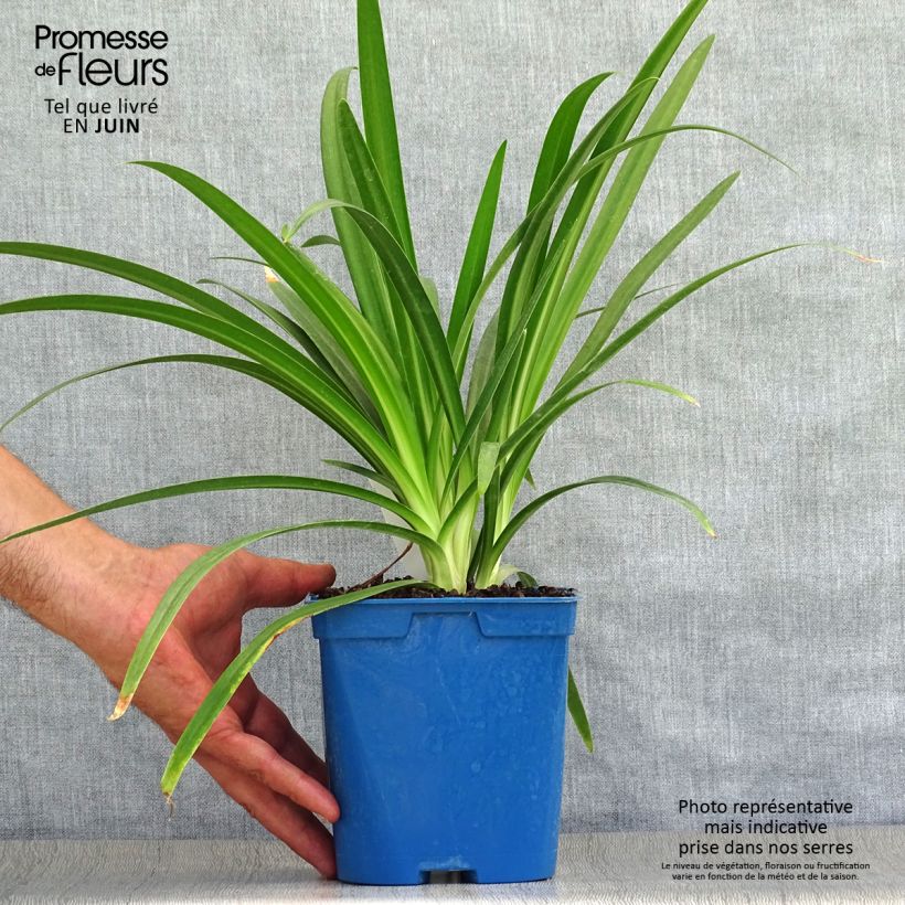 Exemplaar van Agapanthus Twister - Afrikaanse lelie Pot van 1,5 l/2 l zoals geleverd in de zomer