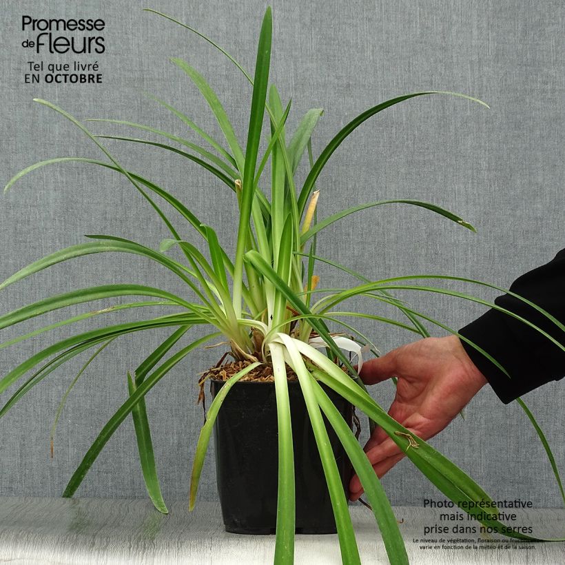 Exemplaar van Agapanthus Twister - Afrikaanse lelie Pot van 3 l/4 l zoals geleverd in de herfst