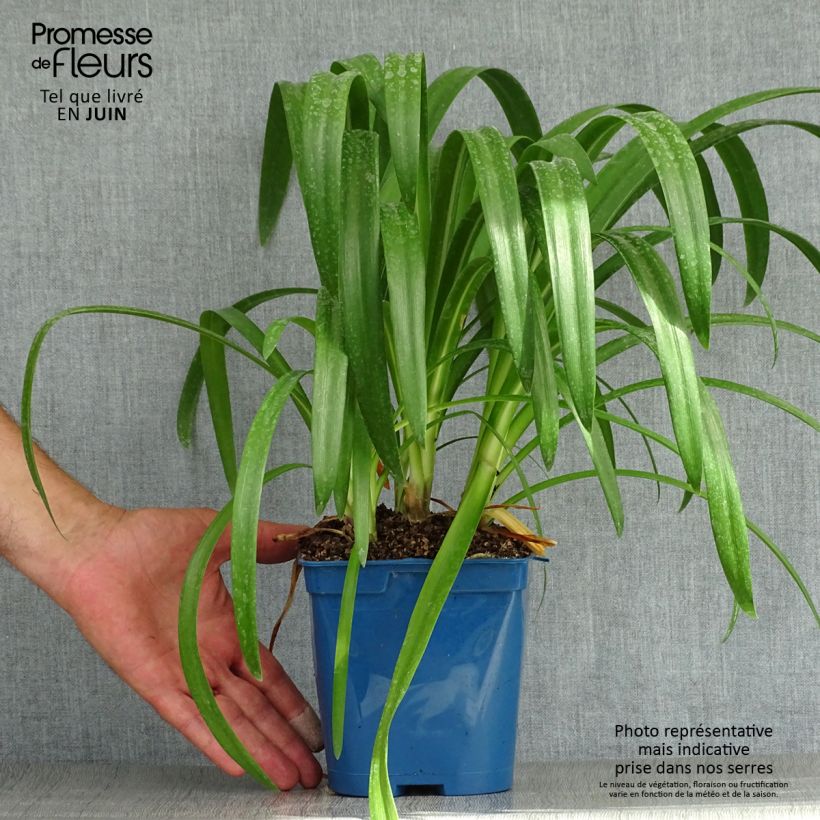 Exemplaar van Agapanthus Vallée de l'Authion - Afrikaanse lelie Pot van 2 l/3 l zoals geleverd in de zomer