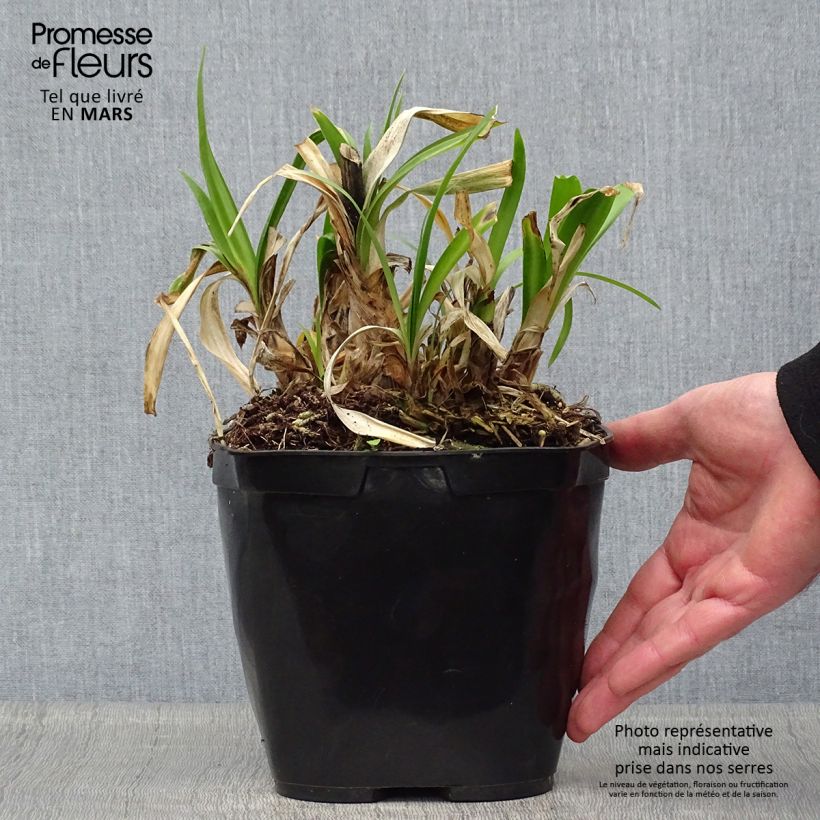 Exemplaar van Agapanthus Vallée de l'Authion - Afrikaanse lelie Pot van 2 l/3 l zoals geleverd in de lente