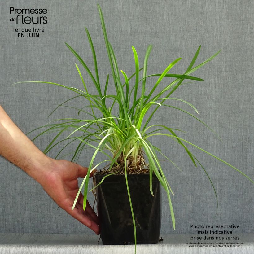 Exemplaar van Agapanthus Vallée de la Romanche - Afrikaanse lelie Pot van 2 l/3 l zoals geleverd in de zomer