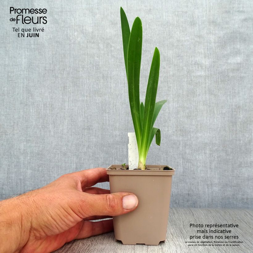 Exemplaar van Agapanthus White Heaven - Afrikaanse lelie Kweekpotje van 8/9 cm zoals geleverd in de zomer