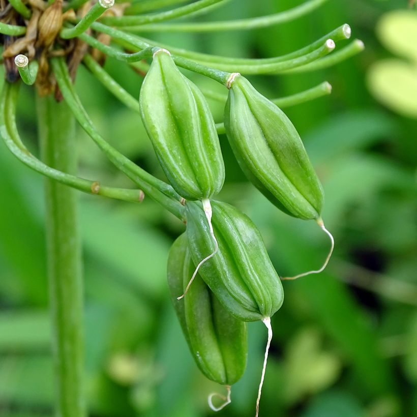 Agapanthus White Heaven - Afrikaanse lelie (Oogst)