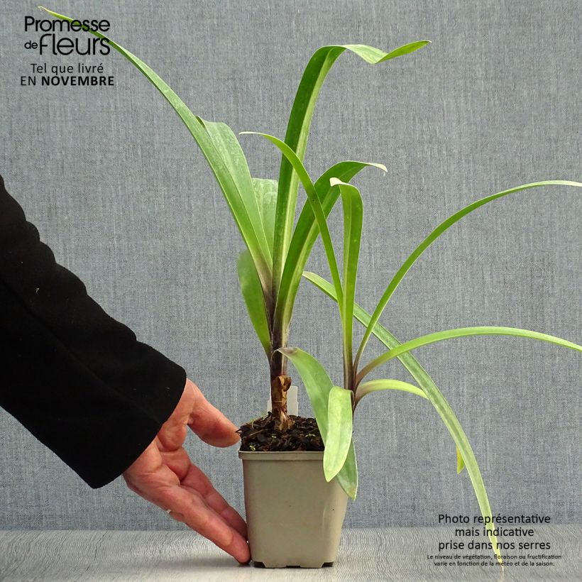Exemplaar van Agapanthus Windsor Grey - Afrikaanse lelie Kweekpotje van 8/9 cm zoals geleverd in de herfst