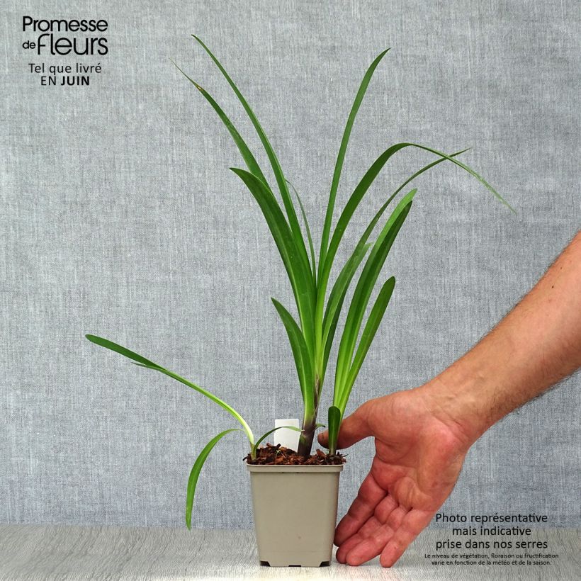 Exemplaar van Agapanthus Windsor Grey - Afrikaanse lelie Kweekpotje van 8/9 cm zoals geleverd in de zomer