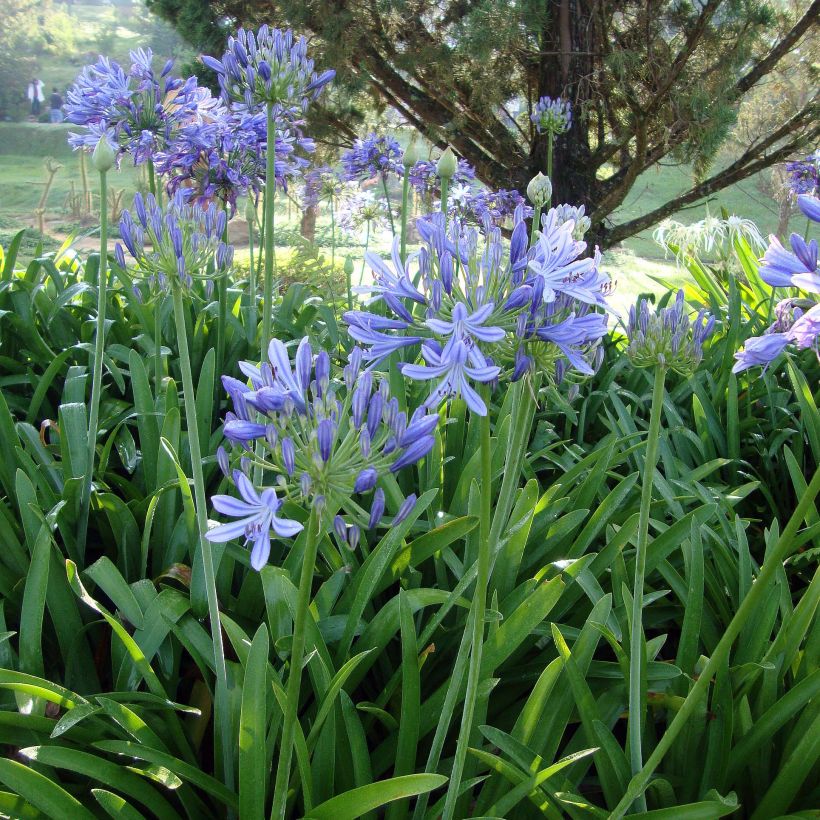 Agapanthus umbellatus (africanus) - Afrikaanse lelie (Groeiplaats)