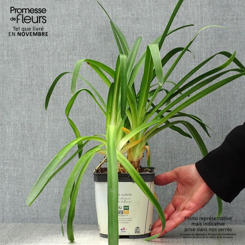 Exemplaar van Agapanthus africanus (umbellatus) Albus - Afrikaanse lelie Pot van 2 l/3 l zoals geleverd in de herfst