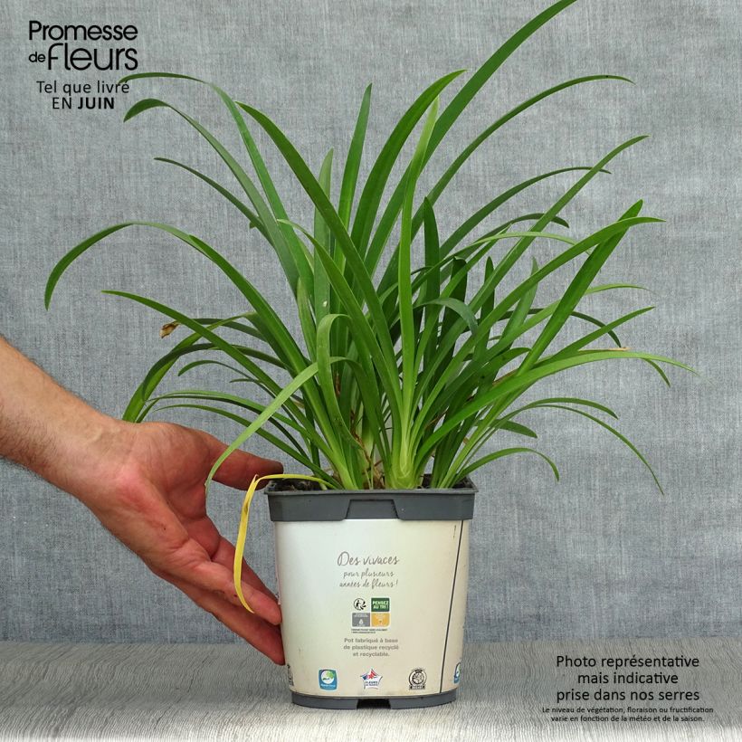 Exemplaar van Agapanthus africanus (umbellatus) Albus - Afrikaanse lelie Pot van 2 l/3 l zoals geleverd in de zomer