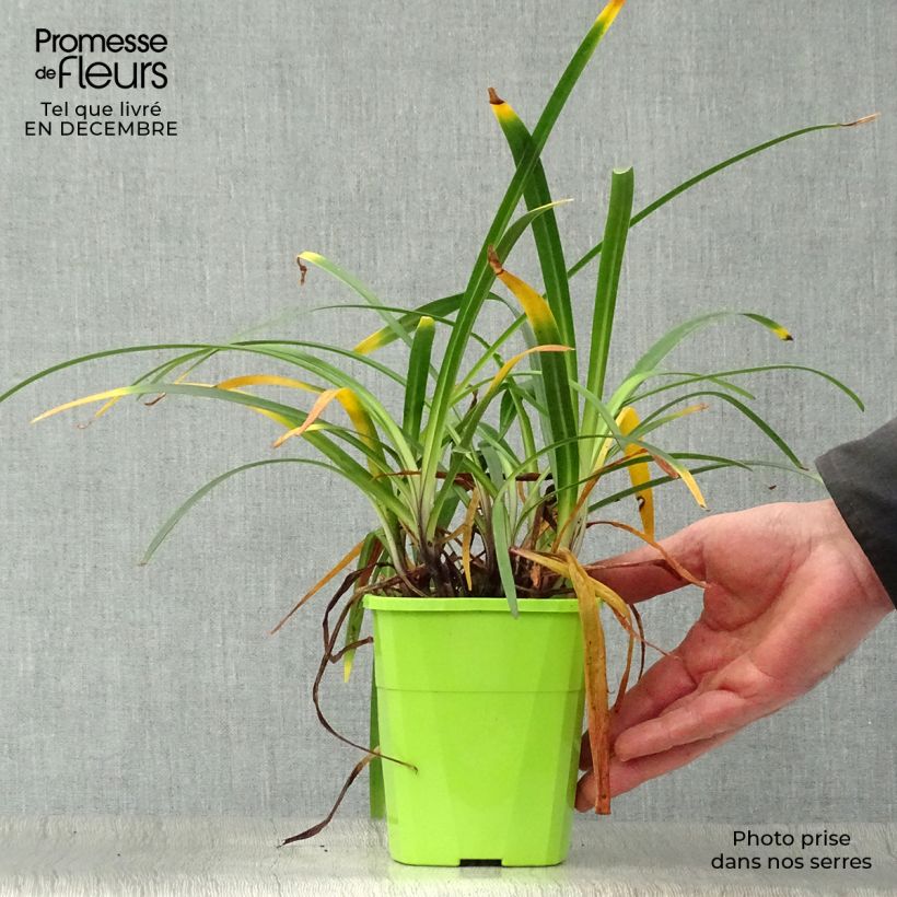 Exemplaar van Agapanthus Blue Jeans - Afrikaanse lelie Pot van 1,5 l/2 l zoals geleverd in de winter