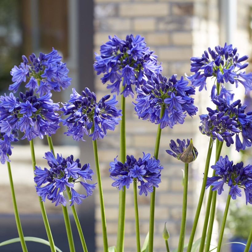 Agapanthus Blue Thunder - Afrikaanse lelie (Bloei)