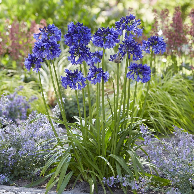 Agapanthus Blue Thunder - Afrikaanse lelie (Groeiplaats)