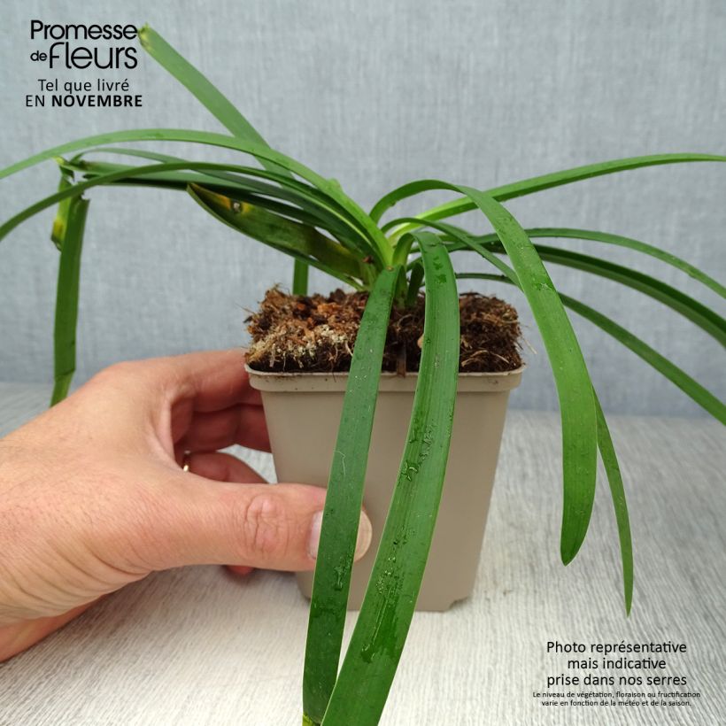 Exemplaar van Agapanthus Blue Thunder - Afrikaanse lelie Kweekpotje van 8/9 cm zoals geleverd in de herfst
