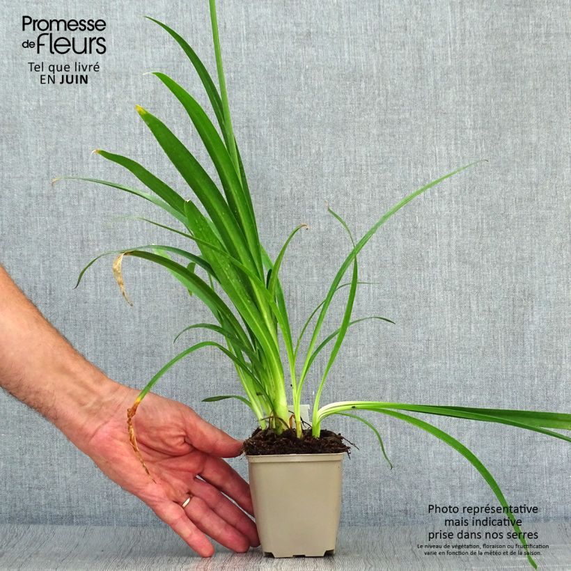 Exemplaar van Agapanthus Blue Thunder - Afrikaanse lelie Kweekpotje van 8/9 cm zoals geleverd in de zomer