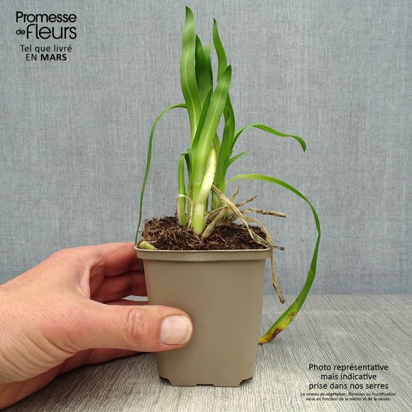 Exemplaar van Agapanthus Blue Thunder - Afrikaanse lelie Kweekpotje van 8/9 cm zoals geleverd in de lente