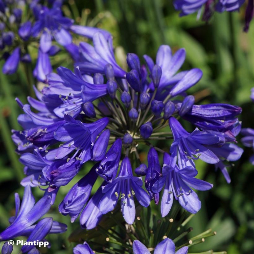 Agapanthus  Ever Sapphire - Afrikaanse lelie (Bloei)