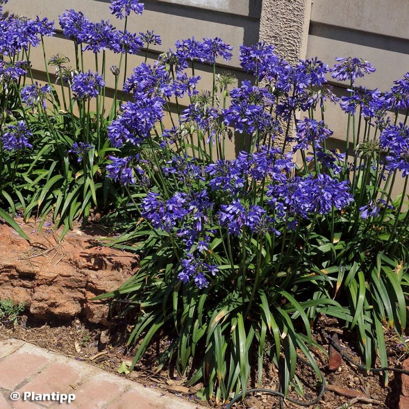 Agapanthus  Ever Sapphire - Afrikaanse lelie (Groeiplaats)