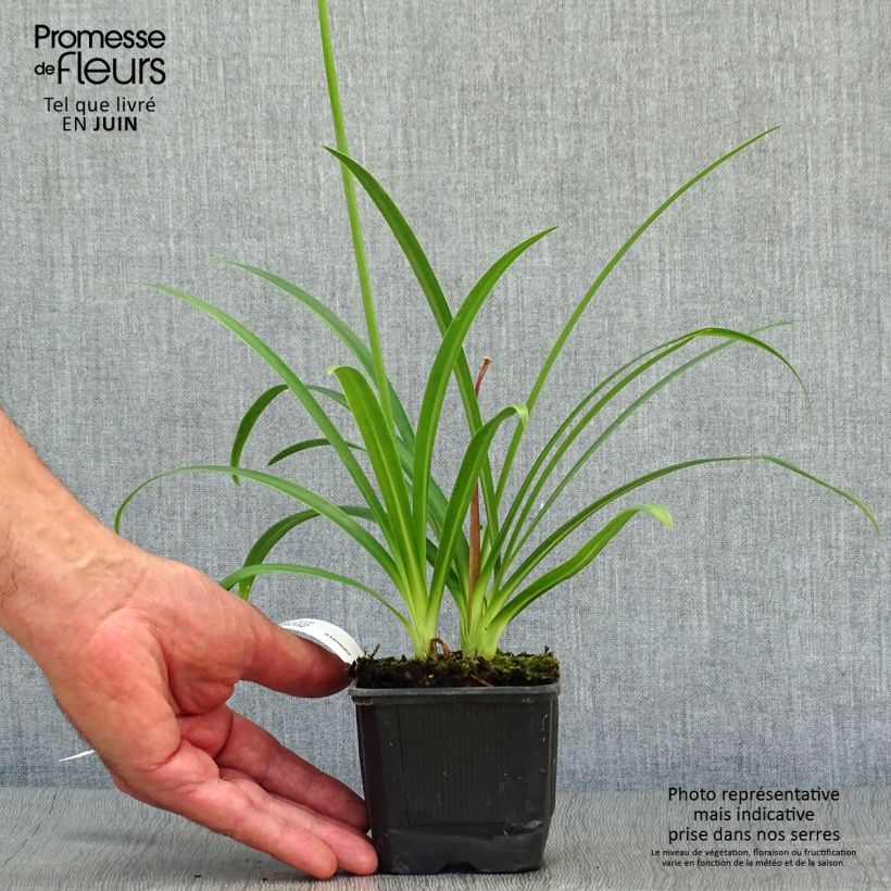 Exemplaar van Agapanthus  Ever Sapphire - Afrikaanse lelie Kweekpotje van 8/9 cm zoals geleverd in de zomer
