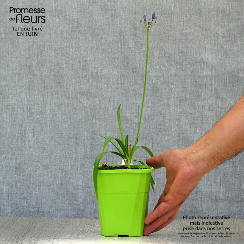 Exemplaar van Agapanthus  Ever Sapphire - Afrikaanse lelie Pot van 1,5 l/2 l zoals geleverd in de zomer