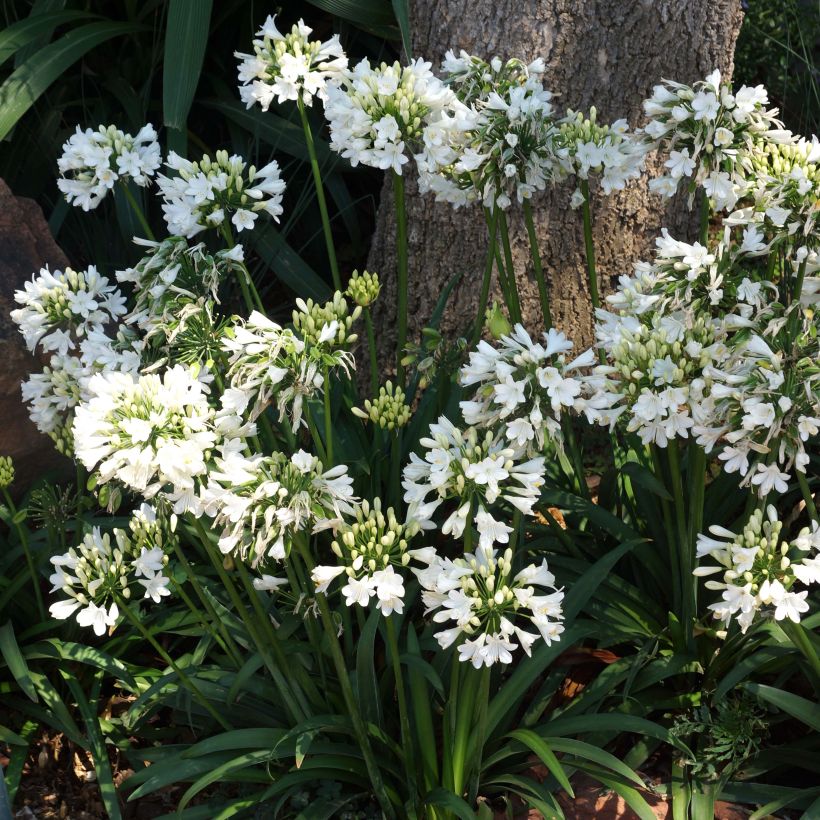 Agapanthus  Ever White - Afrikaanse lelie (Bloei)
