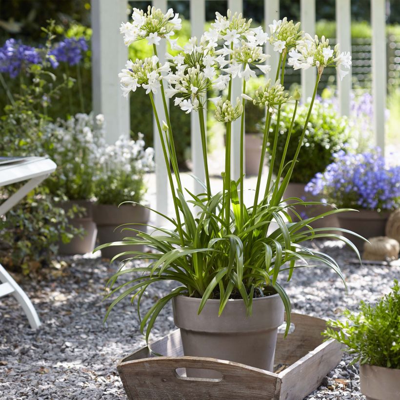 Agapanthus  Ever White - Afrikaanse lelie (Groeiplaats)