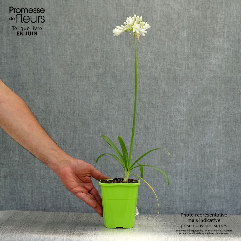 Exemplaar van Agapanthus  Ever White - Afrikaanse lelie Pot van 1 l/1,5 l zoals geleverd in de zomer