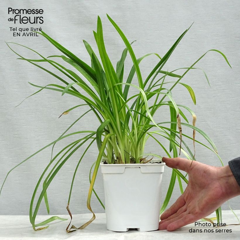 Exemplaar van Agapanthus  Ever White - Afrikaanse lelie Pot van 1 l/1,5 l zoals geleverd in de lente