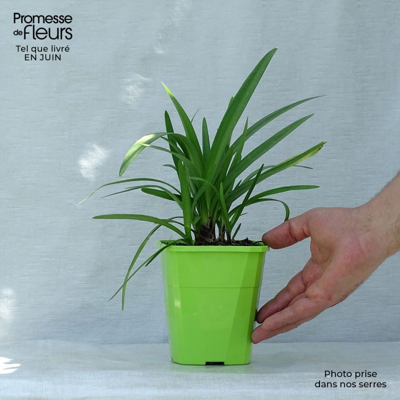 Exemplaar van Agapanthus  Fireworks - Afrikaanse lelie Pot van 1 l/1,5 l zoals geleverd in de zomer