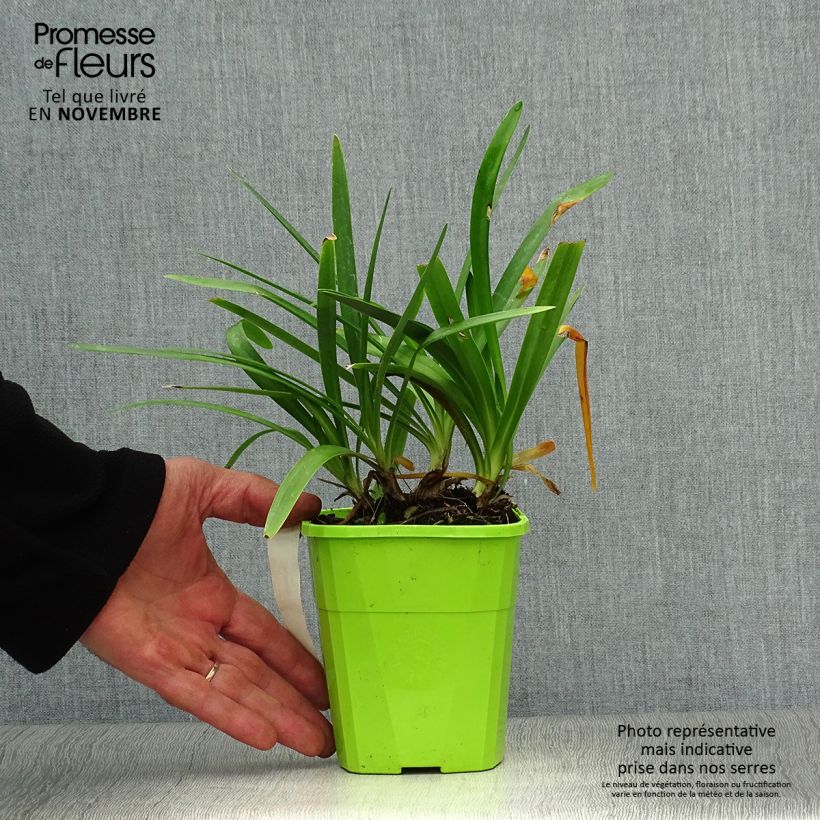Exemplaar van Agapanthus  Fireworks - Afrikaanse lelie Pot van 1 l/1,5 l zoals geleverd in de herfst